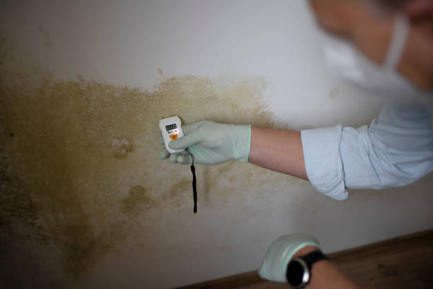 Reliable Canonsburg, PA Mold Remediation Solutions